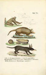 Mamíferos exóticos da região neotropical