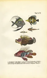 Peixes marinhos exóticos
