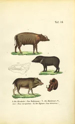 Espécies de porcos exóticos: Babirusa, Pecari de coleira e Pecari de lábios brancos