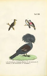 Espécies exóticas de pombos e pombo-coroado Victoria