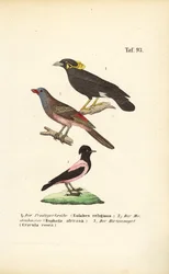 Aves canoras exóticas de África e da Ásia