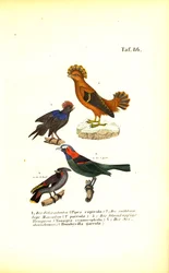 Aves canoras exóticas da América do Sul
