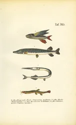 Peixes voadores, lúcios e loach