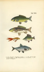 Peixes de água doce da família da carpa