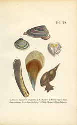 Caracóis de água doce e bivalves marinhos