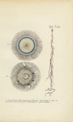 Medusa gigante de botão azul e raiz vermelha