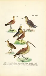 Godwits, Ruff e Maçaricos