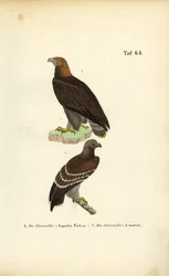 Águia-real e águia-malhada-pequena