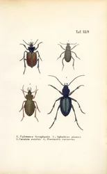 Escaravelhos terrestres das famílias Carabidae e Platyninae