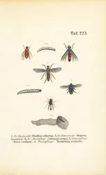Espécies de moscas nocivas e suas larvas