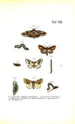 Traças nocivas e suas fases de desenvolvimento