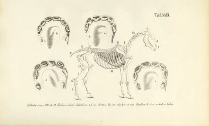 Anatomia do cavalo: Esqueleto e desenvolvimento dentário