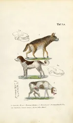 Hiena, cão doméstico e cão velho com ilustrações de caveiras