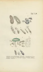 Infusórios: Paramecium, Stentor e outros ciliados