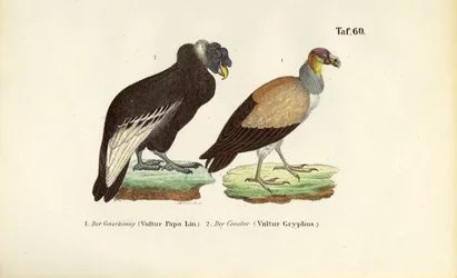 Abutre-rei e Condor dos Andes