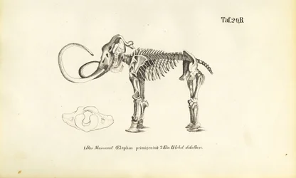 Esqueleto de mamute