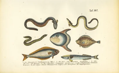 Peixes marinhos e enguias