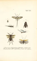 Efemerópteros e baratas