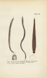 Sanguessugas medicinais, minhocas e nereidas