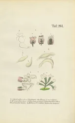 Rotiferos Microscópicos: Brachionus, Ichthyidium, Chaetonotus e Melicerta