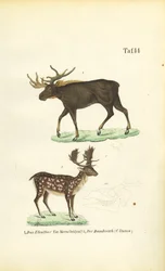 Alce e gamo