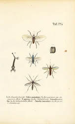 Os mosquitos e as suas fases de desenvolvimento