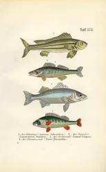 Peixes nativos de água doce