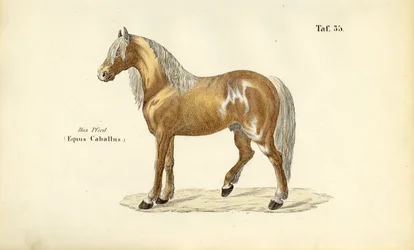 Cavalo nobre