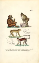 Macacos do Velho Mundo: Orangotango, Macaque, Macaco e Babuíno