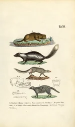 Lontra, doninha, icneumon e civeta com ilustrações de crânios