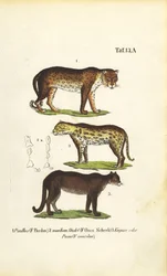 Pantera, Jaguar e Puma
