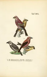 Bico-de-papagaio e bico-de-papagaio-vermelho