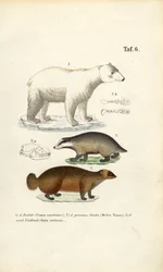 Urso Polar, Texugo e Wolverine com detalhes anatómicos