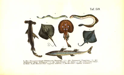 Peixes e raias primitivos