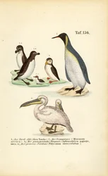 Alma-negra, papagaio-do-mar, pinguim-rei e pelicano