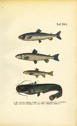 Salmão, truta e peixe-gato