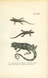 Lagartos de areia e iguanas verdes