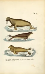 Leão-marinho, foca-comum e morsa