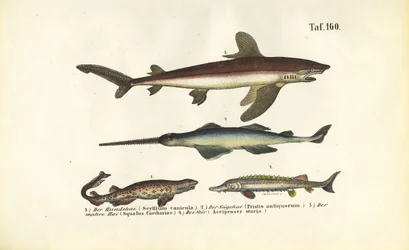 Tubarões e peixes do tipo esturjão