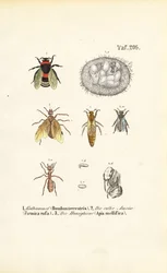 Insectos sociais com fases de desenvolvimento