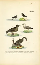 Alma-de-mestre, skua-grande, albatroz e ganso-de-faces-brancas