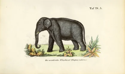 O elefante asiático