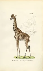 A Girafa
