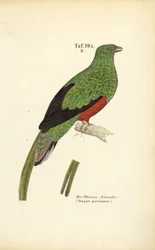 O Quetzal Pavonino