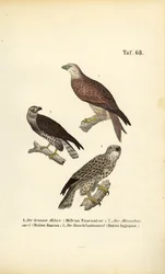 Três aves de rapina europeias