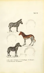 Três espécies de zebra