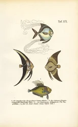 Peixes ornamentais tropicais