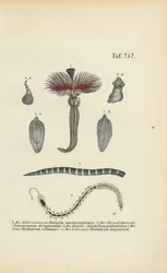Tube Worm, Flatworm e Parasitas