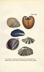 Vários bivalves marinhos