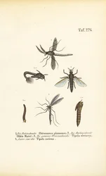 Vários mosquitos e mosquitos com as suas fases de desenvolvimento